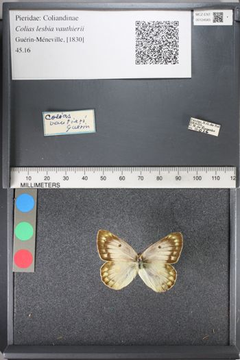 Media type: image;   Entomology 124583